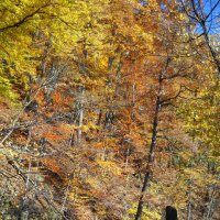 Осень в Карпатах :: Юлиан 