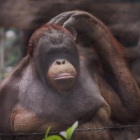 zoo in Ho Chi Minh City, Vietnam :: Наташа Попова