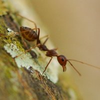 путешествие муравьишки :: ОлЪг Милеев