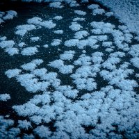 Снежные хризантемы на льду :: Александр Самородов