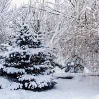 Вчера выпал снег... :: Василий Игумнов