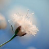 Gypsophila :: Neo Doberman