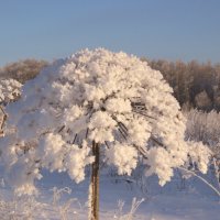 Борщевик зимой :: Juliya Fokina