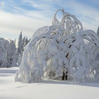 Царство зимы :: Ivan 