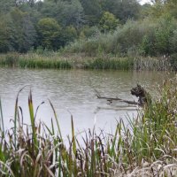 в этом озере лешие водятся. :: "Наиль Батталов