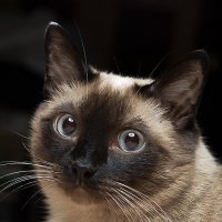 Мой кот Барсик :: Вячеслав Кладовщиков
