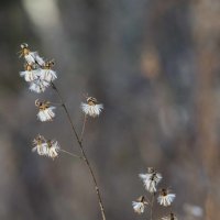 Зимние цветы в конце января :: Виктор Алеветдинов