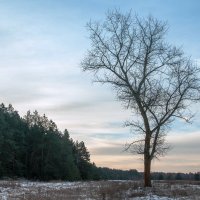 одинокое дерево :: Roman Globa