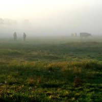В молоке тумана. :: Тарасова Наталья
