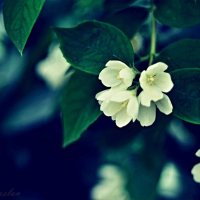 цветы :: Руслан Алимов
