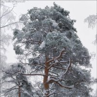 зима :: Ольга Прозорова