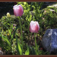 Тюльпаны и камень :: Виктор Вуколов