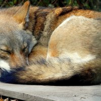 Спящий волк :: Лилия Гиндулина