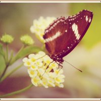 бабочка-красавица :: Natalya секрет