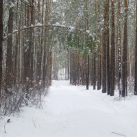 После снегопада :: Юрий Трапезников