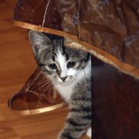 Cat :: Aizek Kaniyazoff