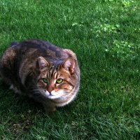 Турецкая кошка породы Ван-дикая охотница :: Валентина Федорова