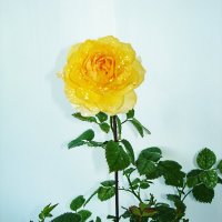 цветы.. домашняя роза. :: ONEGA SHVAGA