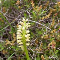 17.03.12 Ятрышник галилейский, Orchis galilaea :: Борис Ржевский