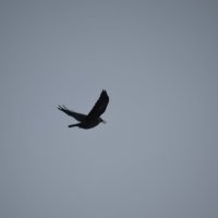 Одинокая черная птица на сером небе... :: Федор Чернышев