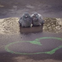 Любовь и голуби :: Елена Виноградова