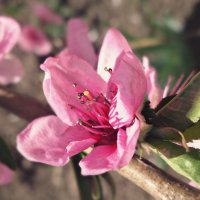 Весна :: Настя Настя