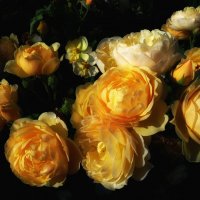 Запах розы. :: Тарасова Наталья