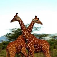 Жирафы. :: fototysa _