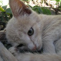 Котёнок :: Толя Толубеев