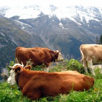 счастливые альпийские коровы :: Марина Кирякова