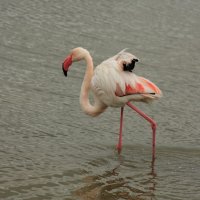 розовый фламинго :: Карина Григорьева