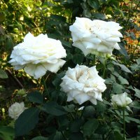 белые розы :: Елена Лапина