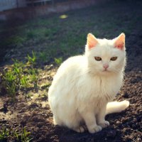 кошка :: Наташа Бойко
