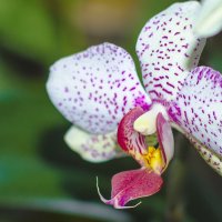 Моя орхидея :: Виктория Вишневецкая