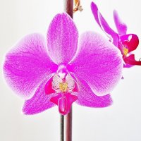 Орхидея :: неля ибрагимова