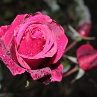 ноябрьские розы :: Alyana 