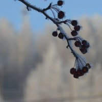 Морозное утро :: Олеся Амельченко