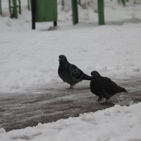 Зима и голуби) :: Дарья Ефремова