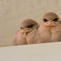 09.11.12 Африканская скалистая ласточка   ( Ptyonoprogne fuligula) :: Борис Ржевский