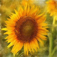 Sunflower :: Владимир Лис