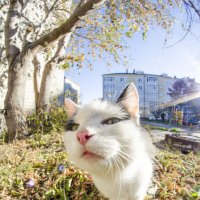 Кошка которая гуляет сама по себе.. :: Андрей Нагайцев 
