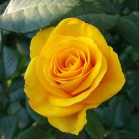 Жёлтая роза - эмблема печали... :: Olga Volkova