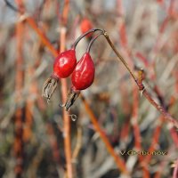 Осенний шиповник :: Владимир Горбунов