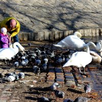 Папа с дочуркой кормят лебедей в Праге. :: Александра Султанкина