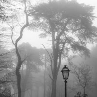 foggy light :: Denis Mayboroda
