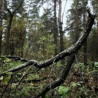 В лесу :: Nn semonov_nn