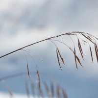 трава зимой :: Alla Alla