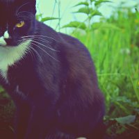 чёрно-белый кот :: Александра Микова