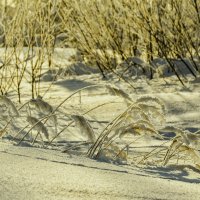 Стойкие былинки :: Василий Хорошев