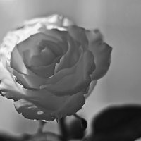 Зимняя роза :: Инна Шолпо